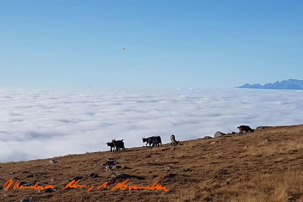 Dolomiten View - South Tyrol วิลลานโดร ภายนอก รูปภาพ